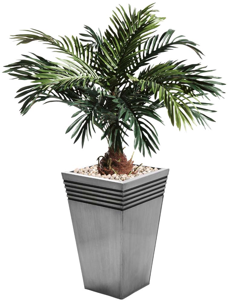 4828_Cycas_Palme_mieten.jpg