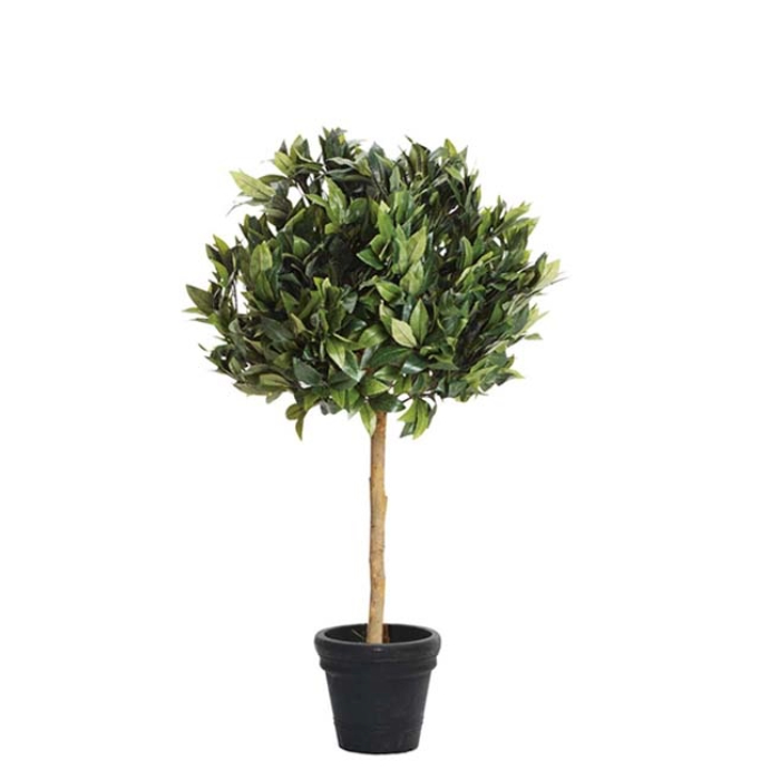 Lorbeerbaum H:110cm 