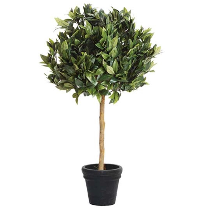 Lorbeerbaum H:155cm 