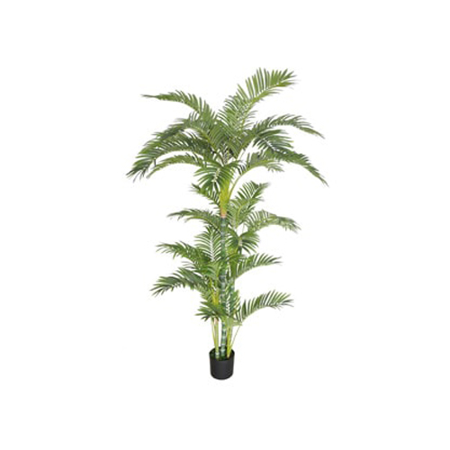 Kokospalme H:190cm 