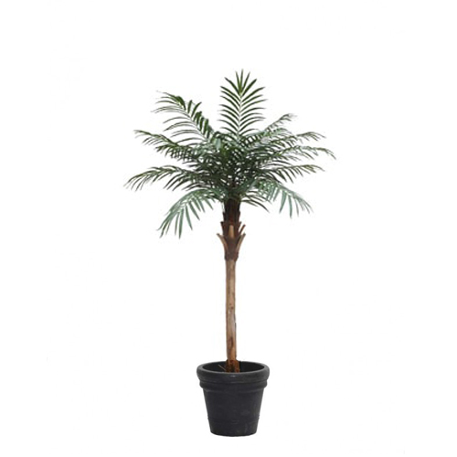 Phoenix-Palme H:220cm 