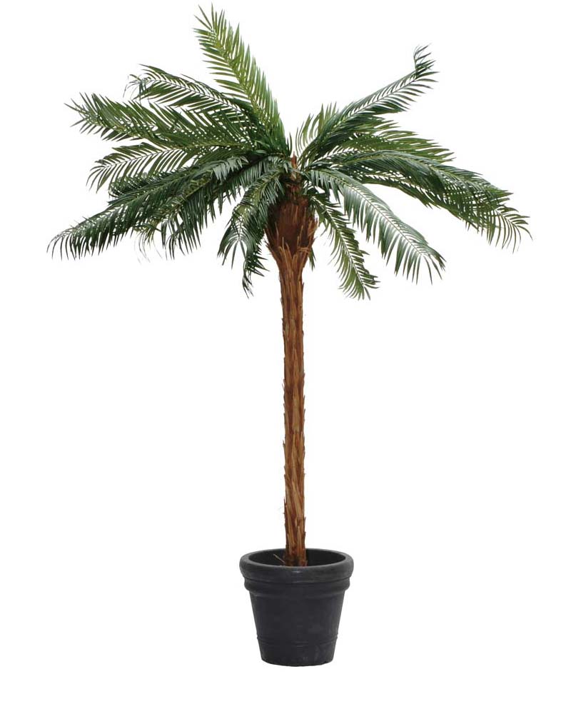 6500_Phoenix_Palme_240cm_mieten.jpg